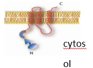 Figure_1._Representative_topology_of_a_Type_II_membrane_protein_used_in_pBT3-N_bait_construction..webp Figure_1._Representative_topology_of_a_Type_II_membrane_protein_used_in_pBT3-N_bait_construction..webp