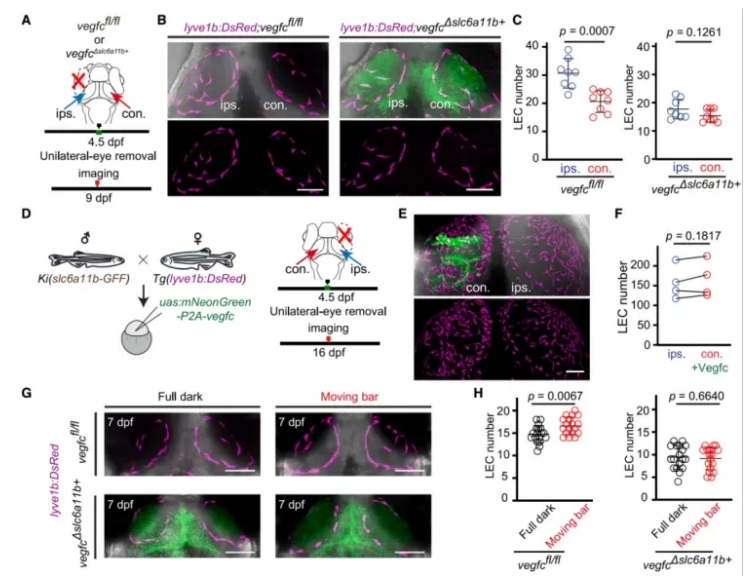 Single-Cell_RNA-Seq_of_Zebrafish_Brain_Reveals_Glia-Mediated_Regulation_of_Lymphatic_Development_05.png Single-Cell_RNA-Seq_of_Zebrafish_Brain_Reveals_Glia-Mediated_Regulation_of_Lymphatic_Development_05.png