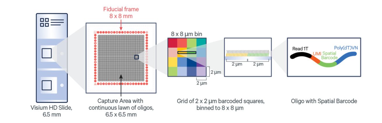Structural_schematic_of_the_Visium_HD_.png Structural_schematic_of_the_Visium_HD_.png