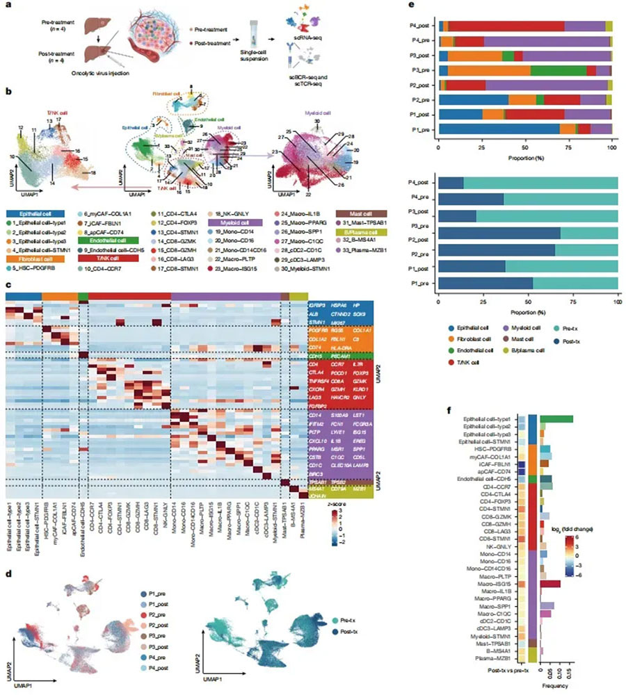 Changes_in_the_immune_landscape_of_the_TME_after_VG161_treatment..webp Changes_in_the_immune_landscape_of_the_TME_after_VG161_treatment..webp