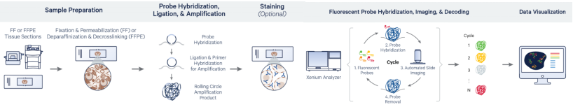 Figure_3._Xenium_Workflow_Overview.webp Figure_3._Xenium_Workflow_Overview.webp