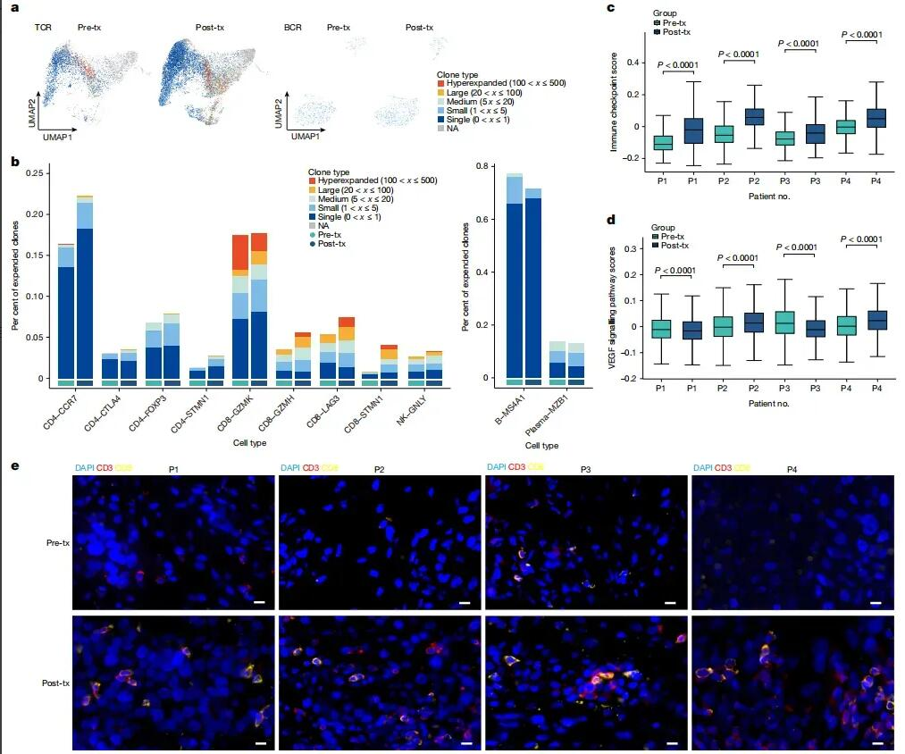 VG161_treatment_modulates_the_TME_and_enhances_T-cell_infiltration_into_tumors.webp VG161_treatment_modulates_the_TME_and_enhances_T-cell_infiltration_into_tumors.webp