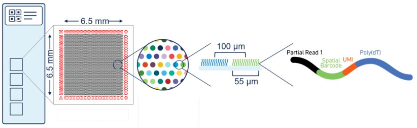 10x_Genomics_–_Visium_1.0.webp 10x_Genomics_–_Visium_1.0.webp