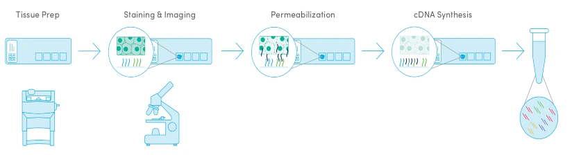 How_to_Choose_Between_Visium,_Xenium,_and_Stereo-seq_2.webp How_to_Choose_Between_Visium,_Xenium,_and_Stereo-seq_2.webp