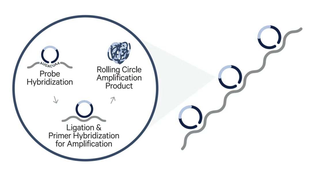 Schematic_illustration_of_Xenium_probes.webp Schematic_illustration_of_Xenium_probes.webp