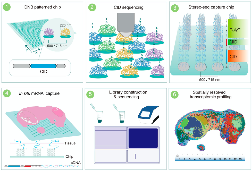 _BGI_–_Stereo-seq.webp _BGI_–_Stereo-seq.webp