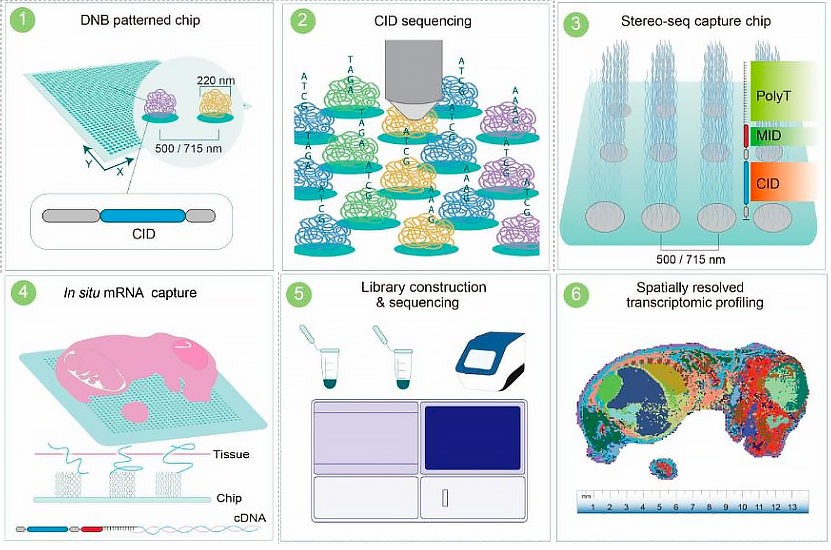 stereo-seq-spatial-transcriptomics-workflow-step-by-step.png.webp stereo-seq-spatial-transcriptomics-workflow-step-by-step.png.webp